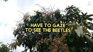 Mango Tree First Flowers - How To Protect It From Beetles