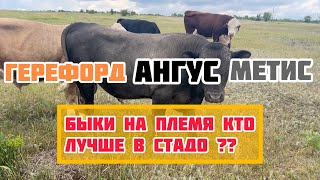 Быки производители ангус герефорд