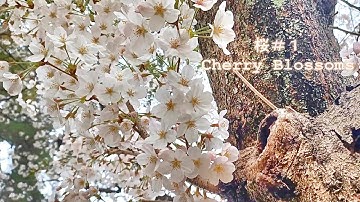 【桜＃１ Cherry Blossoms】癒し・春の動画  Healing, Spring video