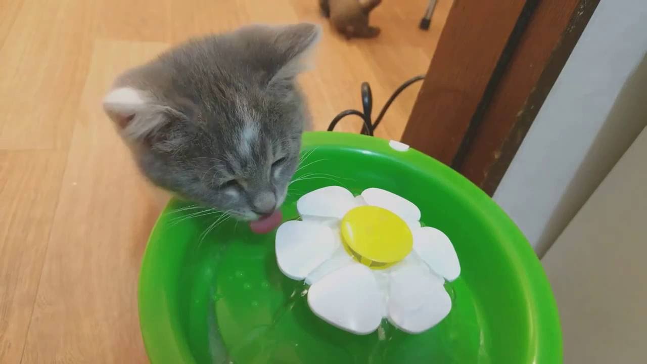 I did not turn on the water fountain fast enough today 😄😄🙈🙈 :  r/kittens