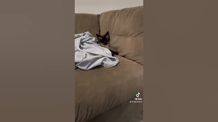 Watch the video about Sleepy boy ❤️🐱#cat #catnap #sleepyboy #socute #kitten #siamese #belinese #foryou #foryourpage