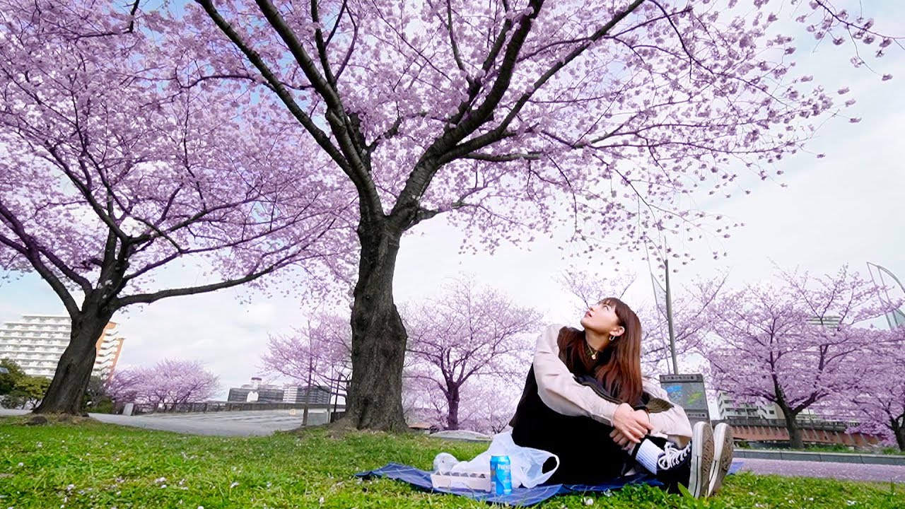 I tried cherry blossom viewing by myself. - YouTube