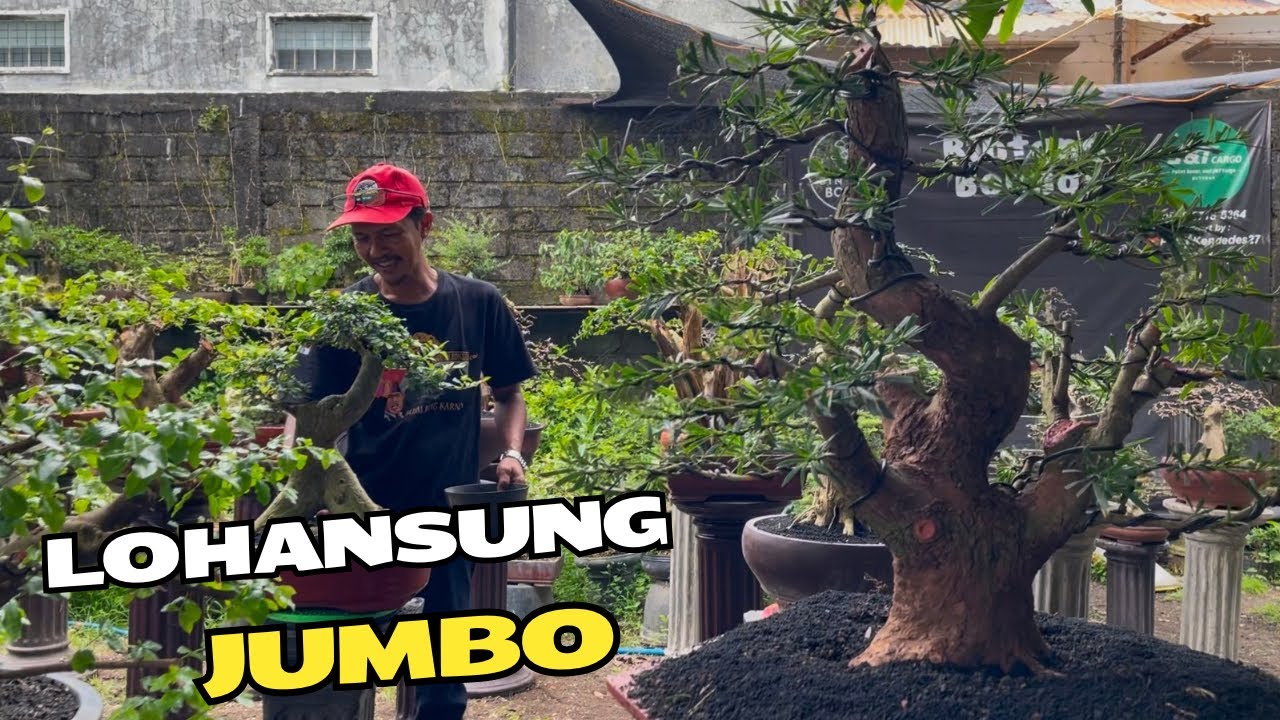 Cek Harga Bonsai Terbaik
