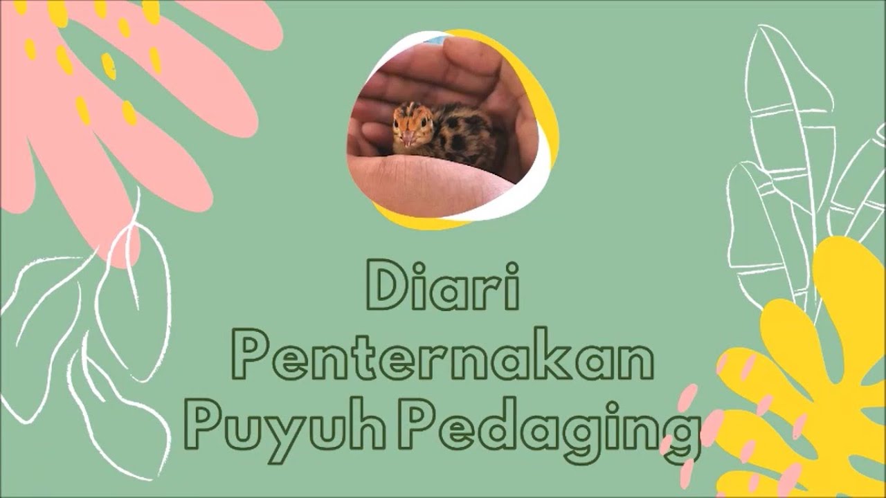 Diari Penternakan Puyuh Pedaging 