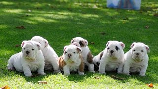 English bulldog puppies for sale(, 2015-03-03T15:33:42.000Z)