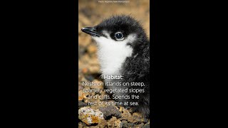 Guadalupe Murrelet, Bird of the Week