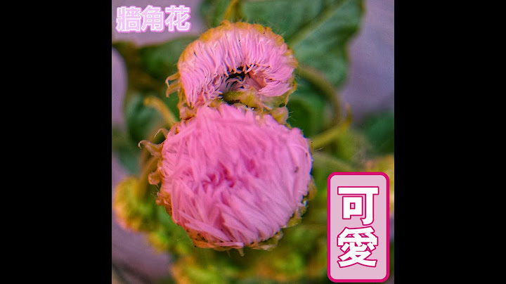 梭羅說：多餘的財富只能夠買多餘的東西，靈魂必需的東西，是不需要花錢購買的。#上海#徐匯#上海應用技術大學#康健園#櫻花#紫荊花#杜鵑花#春天#四月#梭羅#平安#歲月靜好#今天你好嗎@這一週我們 - 天天要聞