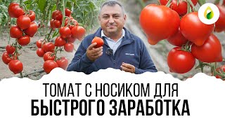 БЫСТРЫЙ ЗАРАБОТОК НА ТОМАТЕ!