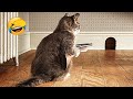 Videos De Risa De Animales 2023 - Perros y Gatos Chistosos - Videos De Animales Graciosos
