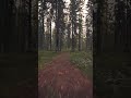 Morning walk in the forest #djiavata #fpv #nature #travel
