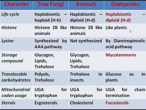 Video: Skillnaden Mellan Oomycetes Och True Fungi