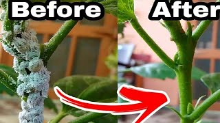 Simple Solution for Mealybug/ White insects, 100% home made materials