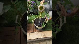 Famous Grow MASSIVE Tomatoes with This Lazy Hack‼️ #urbangardening #satisfying Profile