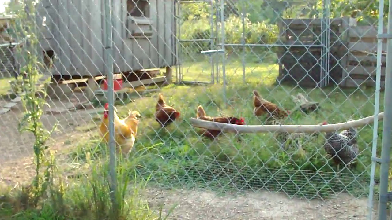 Tour Our Outdoor Chicken Run - YouTube