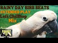 Rainy day birb beats  lofi chillhop for birds  7hrs extended play  parrot tv for your bird room