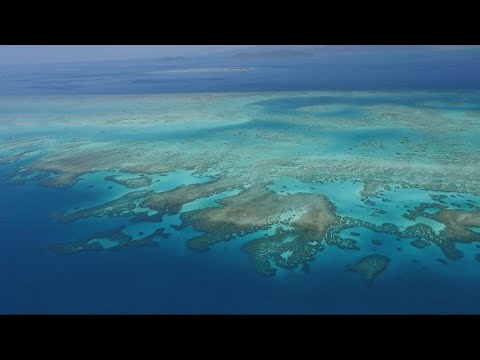 Vidéo: La Barrière De Corail Du Belize N'est Plus Menacée