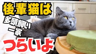 【猫の多頭飼い】後輩猫はやっぱりつらい？先輩猫と後輩猫の関係とはいかに？【ブリショー＆スコティッシュ】 by 今日も  ねこ曜日 222 views 1 month ago 4 minutes, 59 seconds