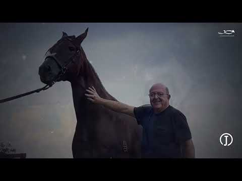Leilão Ipanema Precioso - Jockey Clube de São Paulo/SP