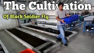 Download lagu 1gr TELUR BSF jadi 4Kg LARVA & lebih banyak lagi untuk dihitung...