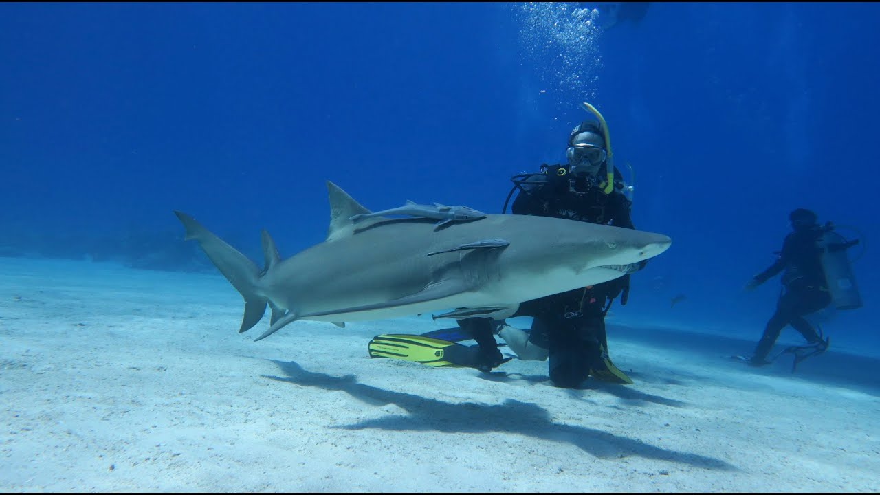 2015 06 Bahamas Dive Trip v3 YouTube