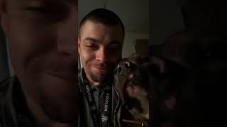 American Bullstaff Terrier, B.b Gambino