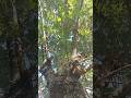#nature #animal #félin #cat #chat #cute #relaxing #forest #exterior chat 🐱 🐈 😺 en extérieur