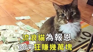 The young man kindly picked up a stray cat and earned tens of thousands of dollars for 30 days in r