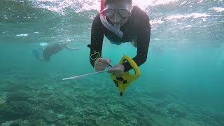 Heron Island marine science experience