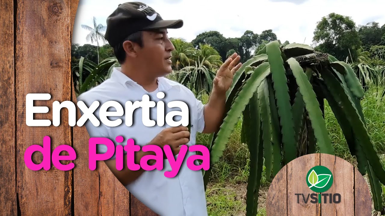 Como fazer a Enxertia de Pitaya