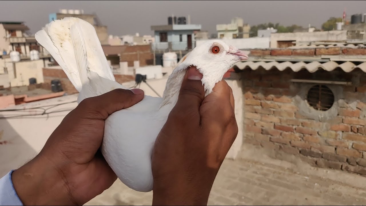 Madrasi Kabutar For Sale Animals Friend Zone Gurgaon YouTube