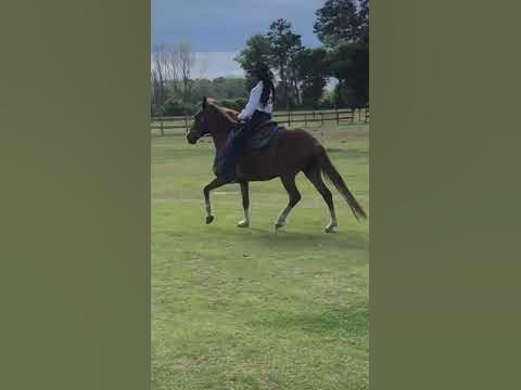 kill pen horse after being trained. She was completely green. #