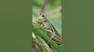Are you thinking about grasshoppers today?Finish this video #grasshopper #insect #viralvideo #nature
