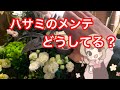 花屋がハサミ研ぎ方を分かる範囲で教えます