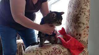 Verdell Octavius Katmandu