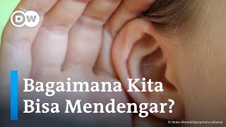 Dari Telinga Luar Hingga Otak, Bagaimana Pendengaran Kita Bekerja? | DW Health