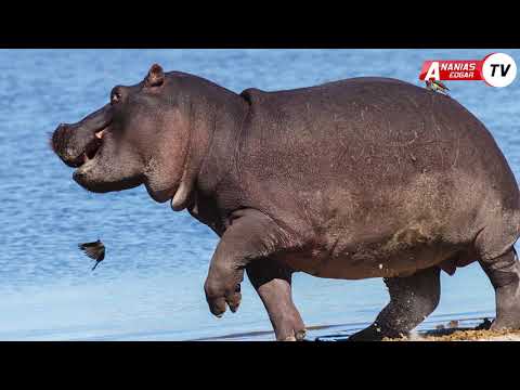 Video: Kwa nini kiboko anaishi majini?