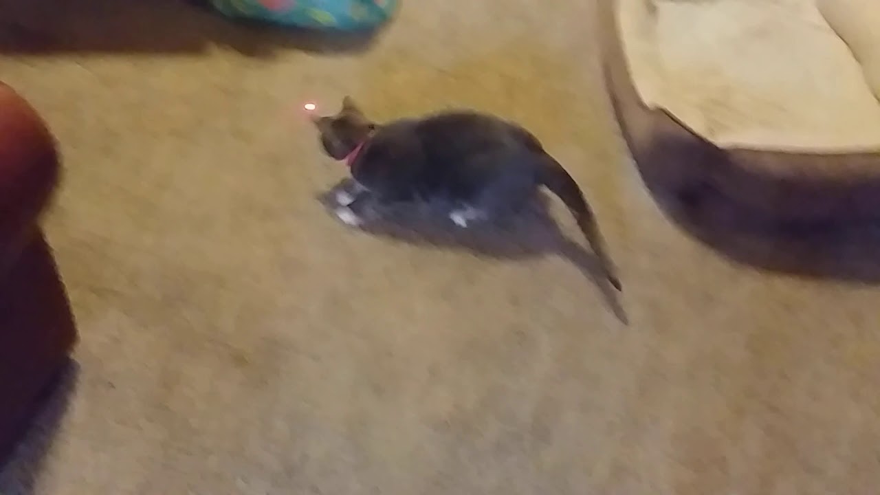 Missy the cat & Phoenix the kitten chasing laser light YouTube
