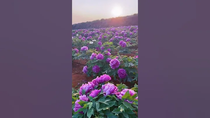 Beautiful Peony Flowers Farm Have A Great Day Everyone #short #satisfying - DayDayNews