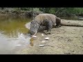 The komodo dragons eats dead fish stranded in the river..