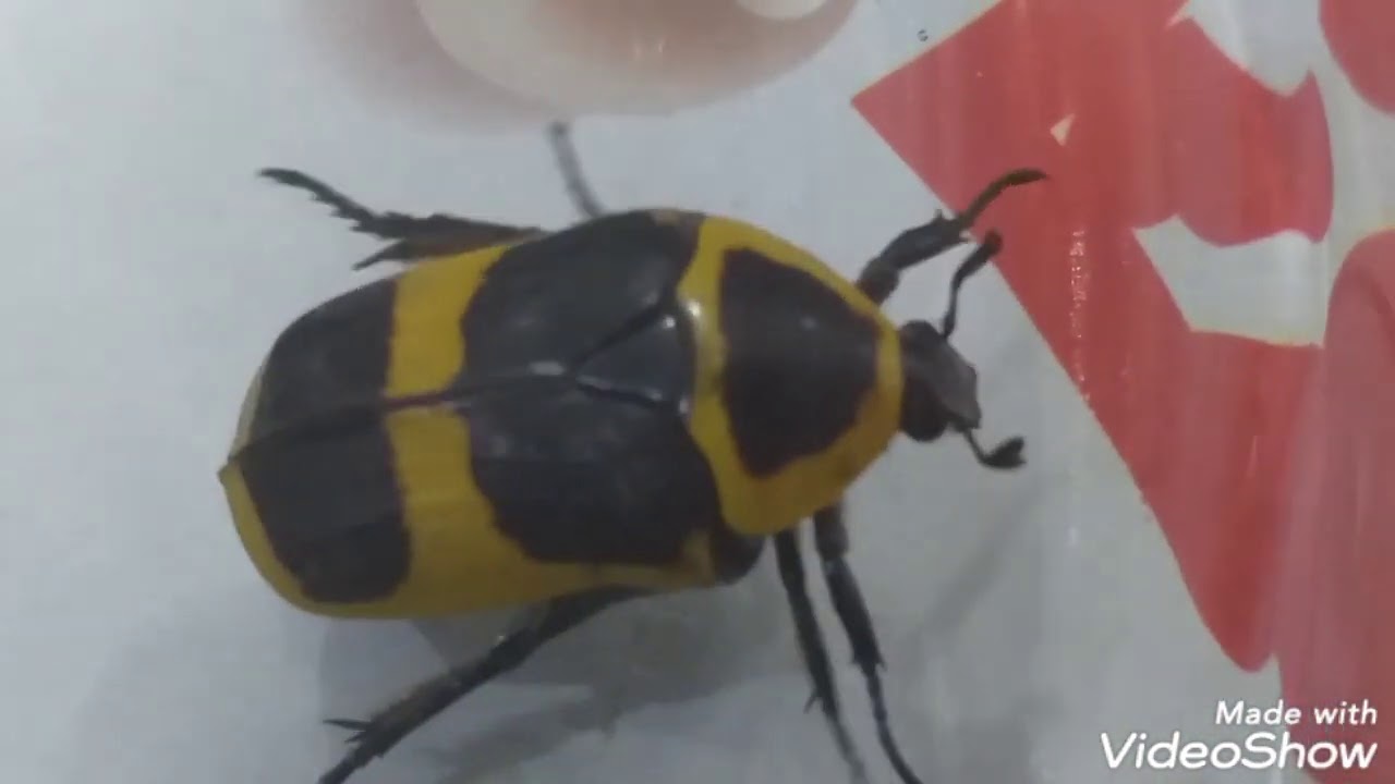 الجعران الفرعونى(الجعران الطائر المدرع)