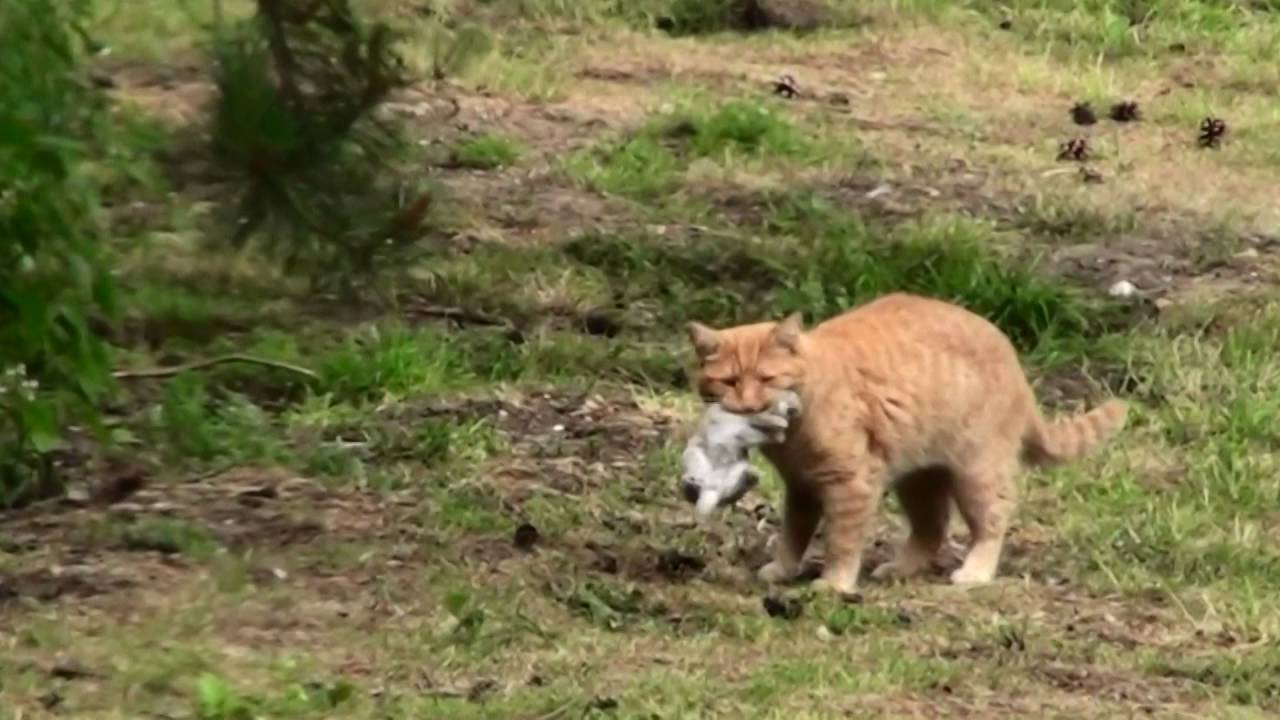 Ninja Cat Kills Rabbit Stabilized and Enhanced (No shaky cam) YouTube