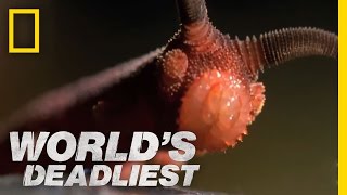 Bizarre Slime Cannon Attack | World's Deadliest