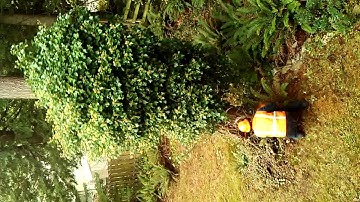 Tree Service Bellingham WA