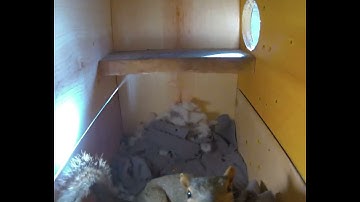 The Squirrel Truman Show. The secret life of squirrels ❤️🐿️📦 #squirrel #squirrellove #trumanshow