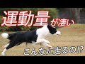 ボーダーコリーの運動量恐るべし！