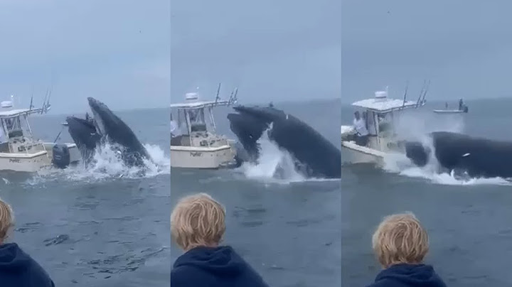 Video shows whale landing on boat off NH coast, throwing people into ocean