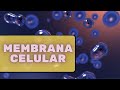 Membrana celular – Fisiologia Humana