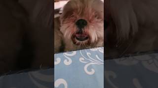 #cute #furbaby #shortvideo #shihtzu