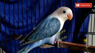 Lovebird Biola Blue