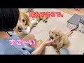 弟犬が褒められると、自分も出来るんだと割って入ってくる嫉妬全開な愛犬【ゴールデンレトリバーとミニチュアダックスフンド】